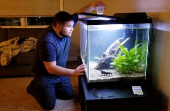 vampire shrimp care guide