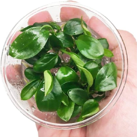 Anubias Barteri Variegated Tissue Culture Aquarium Plants