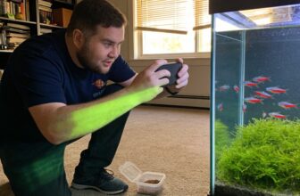 vibrant care for ruby tetra