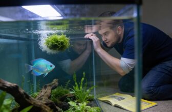 vibrant gourami tank harmony