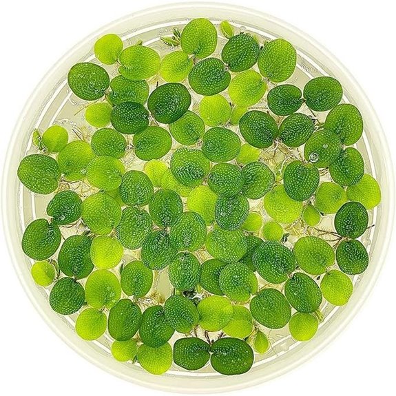 Water Spangle Live Floating Aquarium Plant (12 Plants)