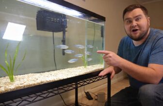 zebra danio care essentials
