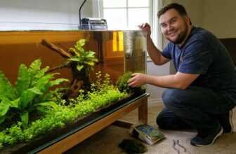 accelerate aquarium plant growth