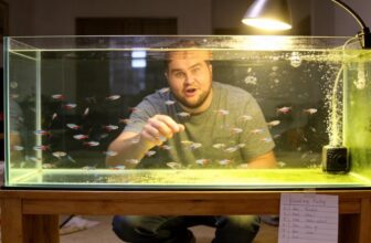 accelerate betta fry development