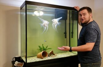 aggressive angelfish behavior explained