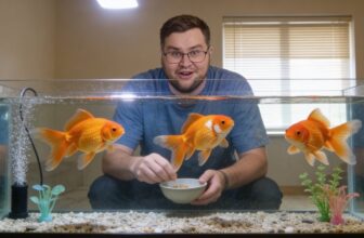 alternative fish food options