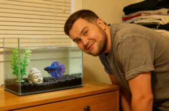 betta fish care basics