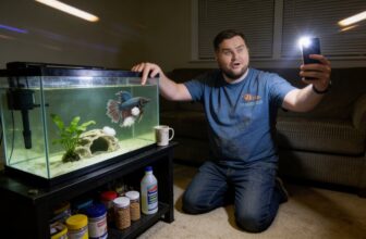 betta fish mouth fungal infection