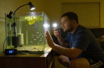 betta fry death causes