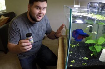 betta mini pellet dosage