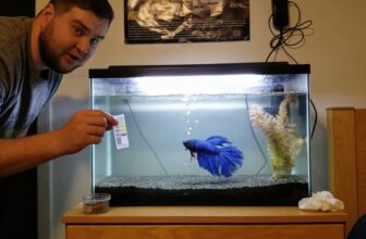 betta surface swimming behavior