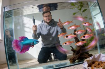 bettas and harlequin compatibility