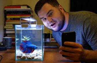bettas need mental stimulation