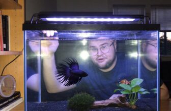 black orchid betta care