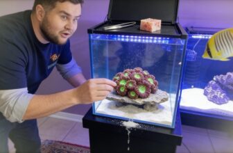 blastomussa coral tank setup