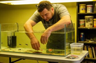 brine shrimp benefits betta fry brine shrimp benefits betta fry