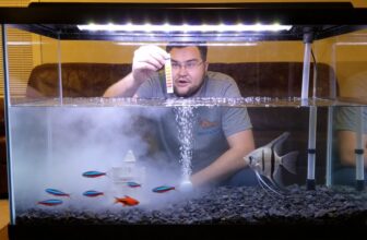 cloudy water impacts fish