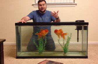 goldfish and clownfish incompatibility