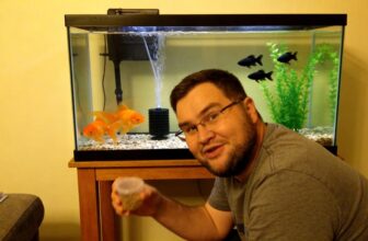 goldfish and mollies compatibility