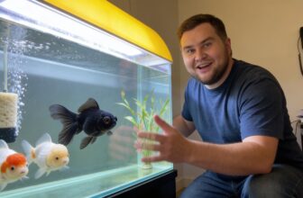 goldfish pricing breakdown 2025