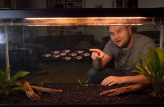 harlequin rasbora care guide