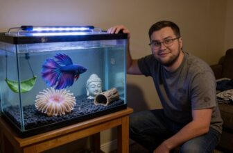 ideal betta tank decor