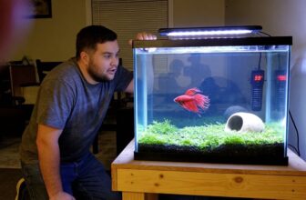 ideal heaters for betta tanks