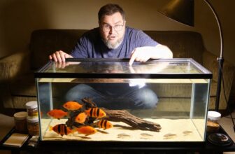 loach species care guide