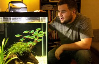 neon tetra care essentials