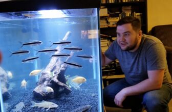 neon tetra tank mates