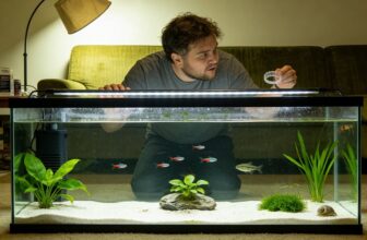 planted tank with sand planted tank with sand
