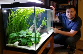 sand loving aquarium flora