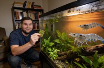 shrimp lifespan and longevity tips