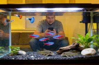 top guppy tank mates