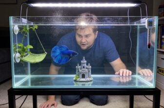 top ten gallon betta tanks