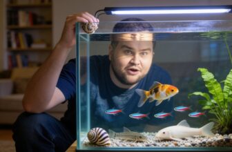 15 easiest fish insights