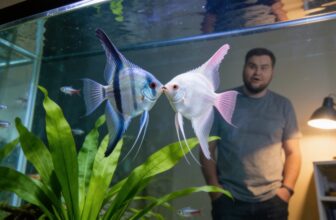 angelfish kisses signify love