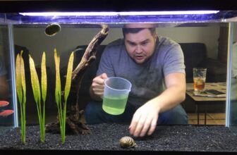 betta death prevention tips
