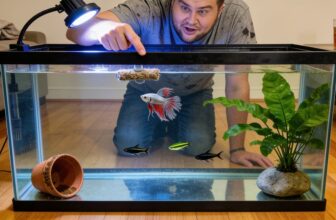 betta jump tank reasons