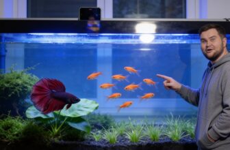 bettas and ember tetras