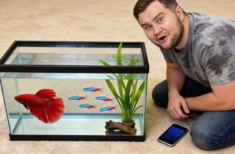 bettas with tetras chart