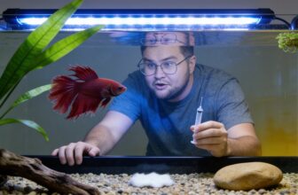 columnaris cure for bettas