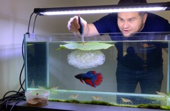 complete betta egg guide
