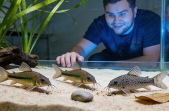 corydoras catfish complete care
