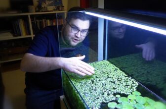 floating aquarium plant care
