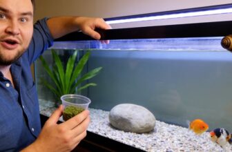 goldfish eat algae faqs