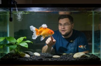 goldfish fin rot treatment
