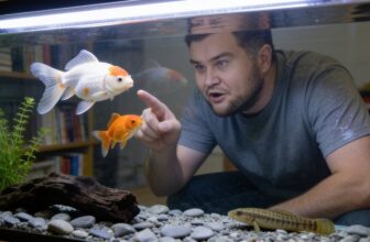 goldfish turning white causes