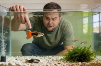 guppy death prevention reasons