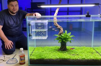 guppy fry survival guide